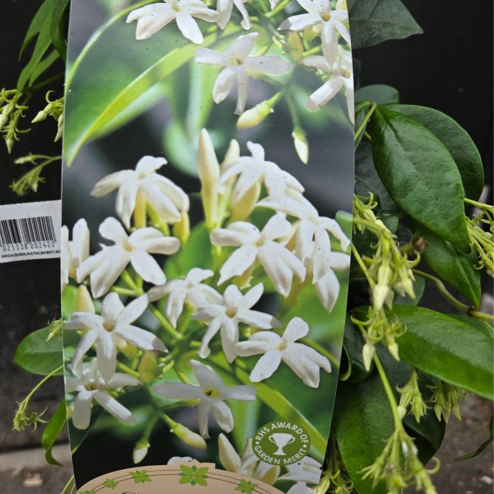 Star Jasmine 'Trachelospermum jasminoides' Climber Plant 3Ltr Pot