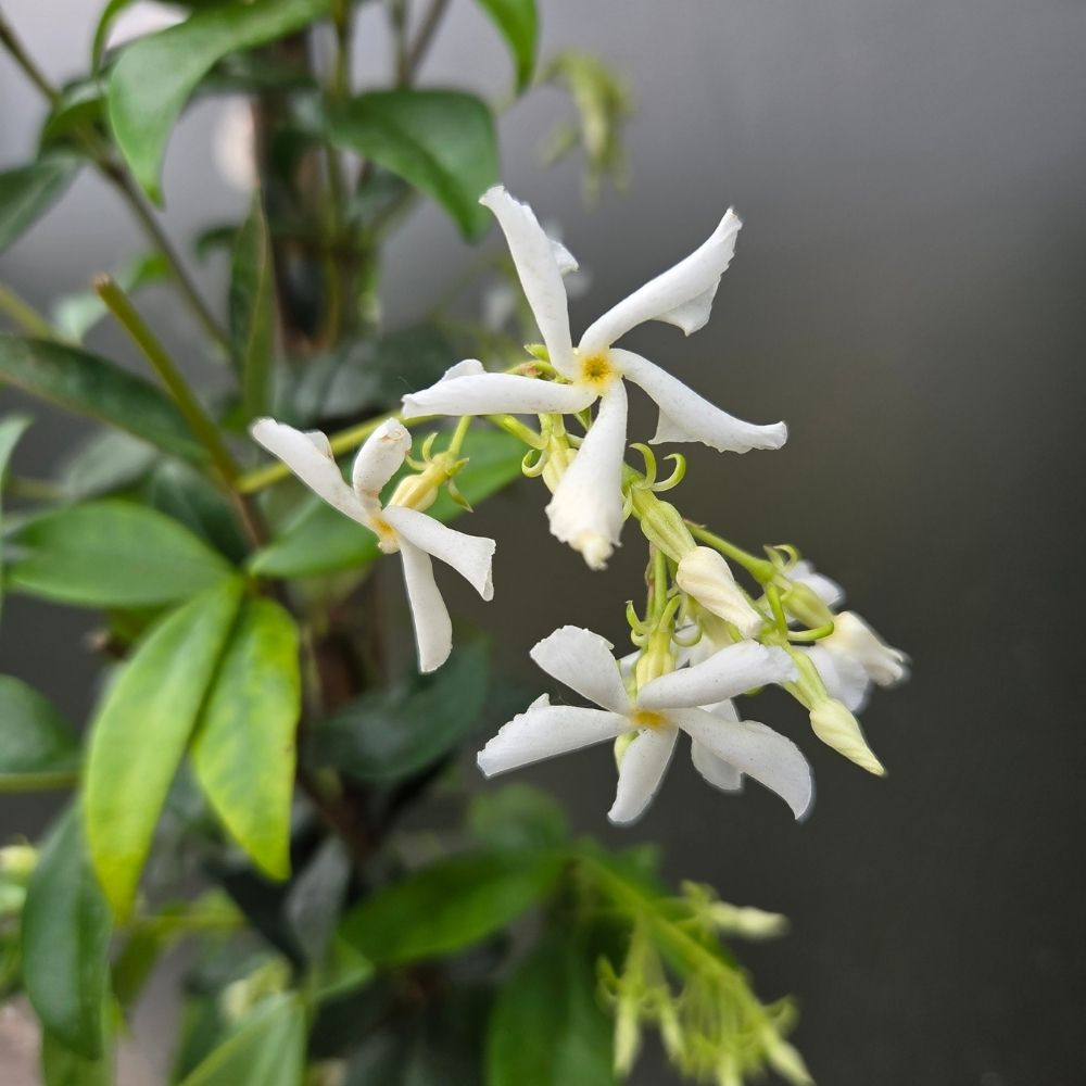 Star Jasmine 'Trachelospermum jasminoides' Climber Plant 3Ltr Pot