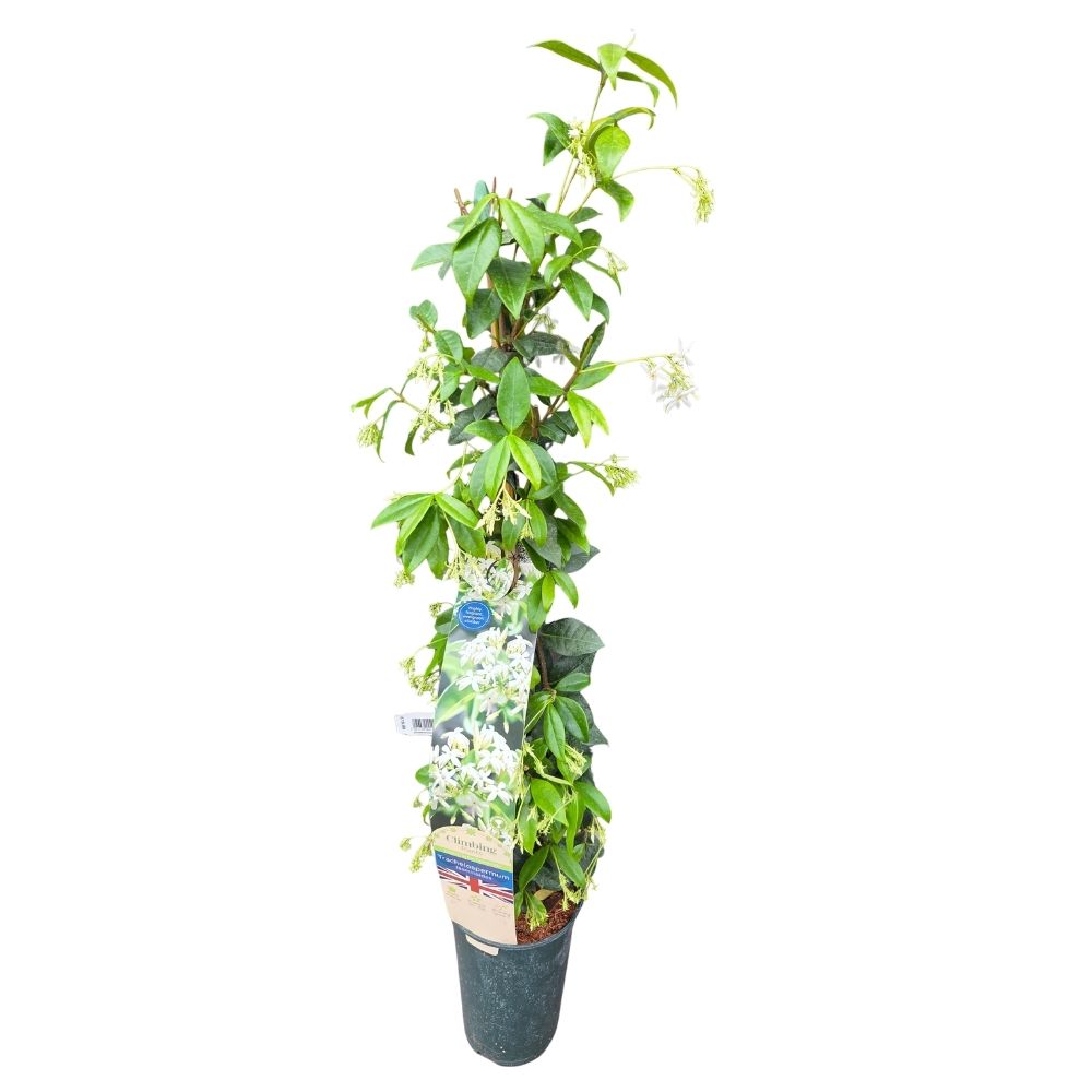 Star Jasmine 'Trachelospermum jasminoides' Climber Plant 3Ltr Pot