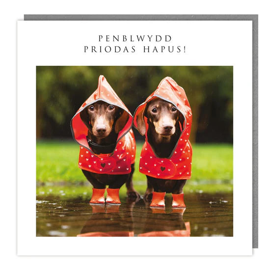 Tracks Publishing Penblwydd Priodas Hapus Daschunds Blank Card - WALES371