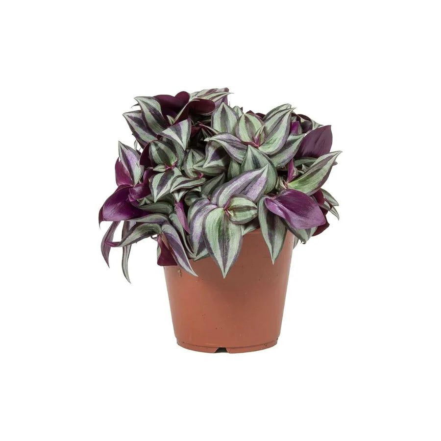 Tradescantia Zebrina Purpusii Houseplant - 12cm Pot