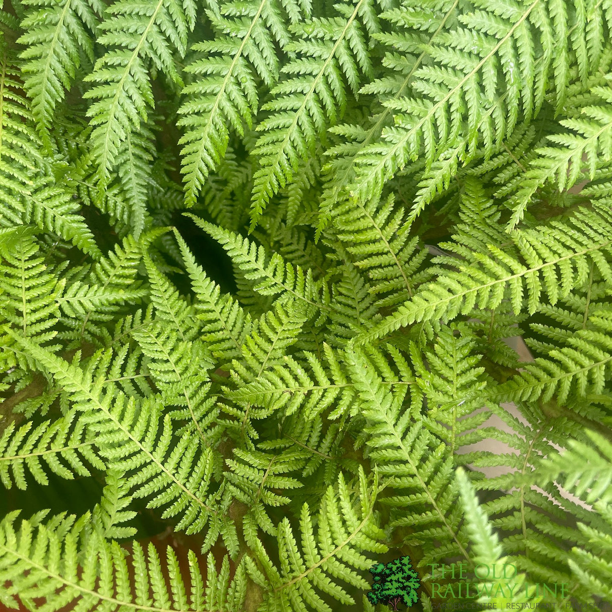 Dicksonia antarctica Soft Tree Fern Multi-Trunk 1ft + 1ft Tall
