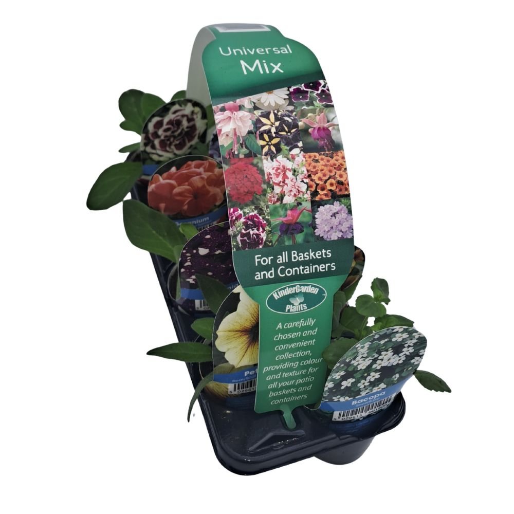 Universal Mix Collection Plug Plants - 8 Plants - Old Railway Line Garden Centre