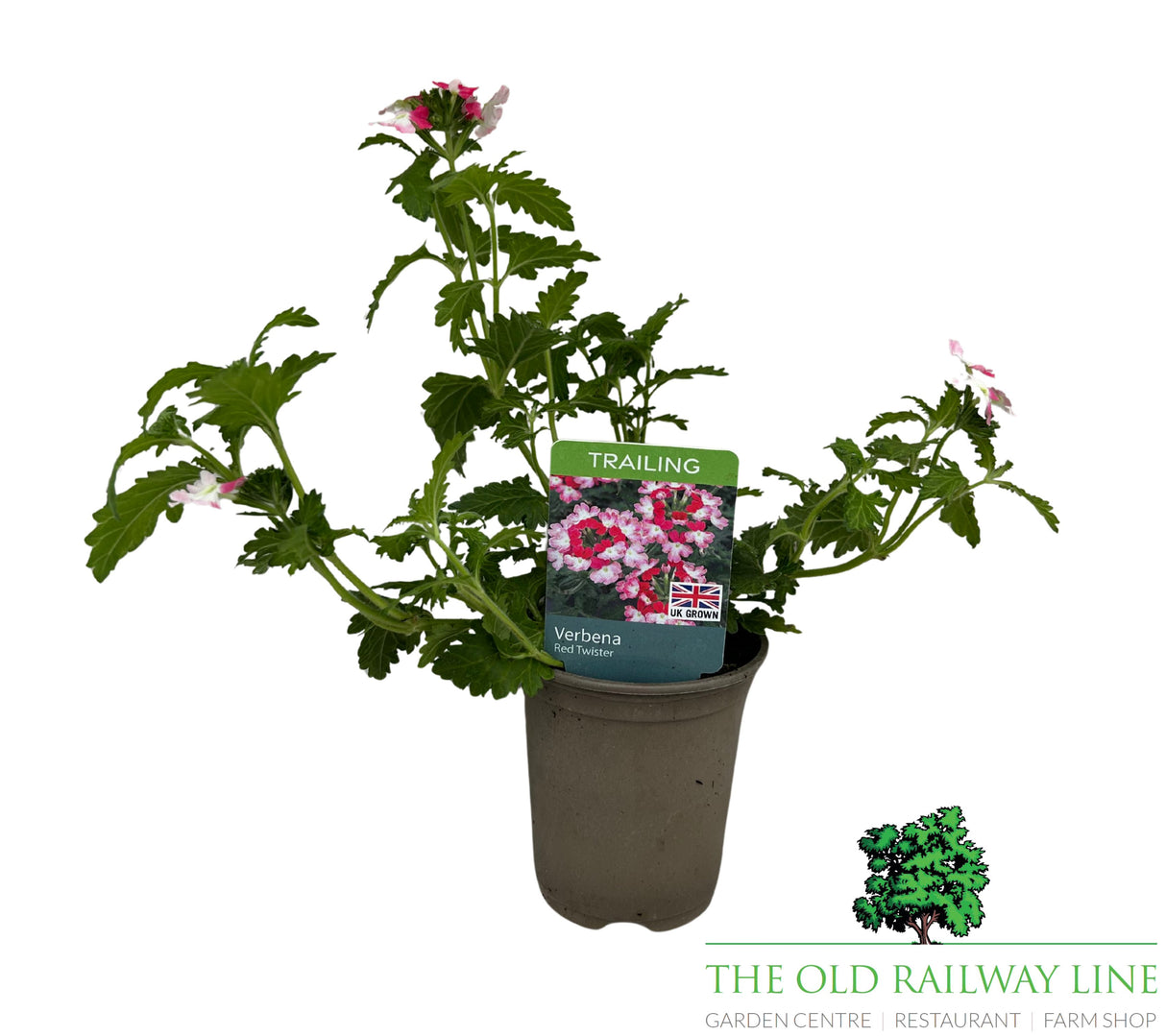 Verbena 'Red Twister' 9cm Pot