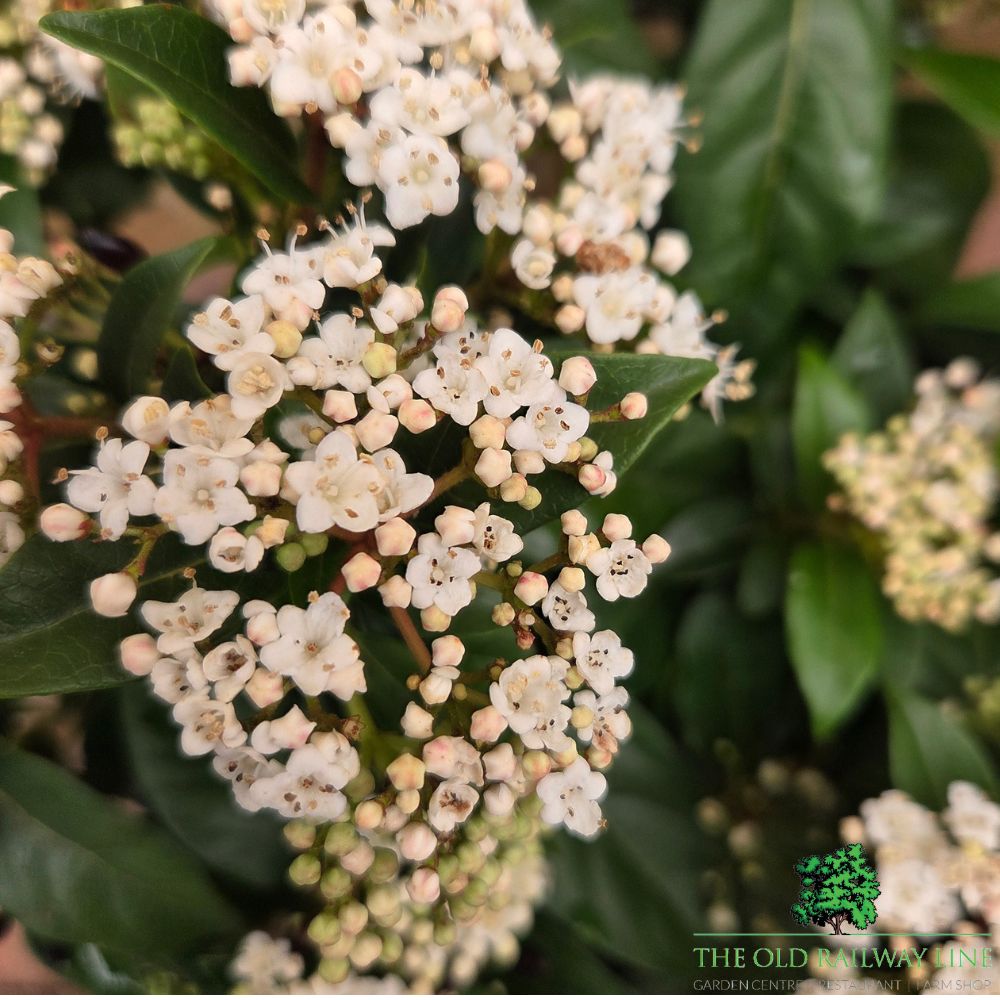 Viburnum tinus 'Eve Price' - Shrub Plant - 7.5Ltr Pot