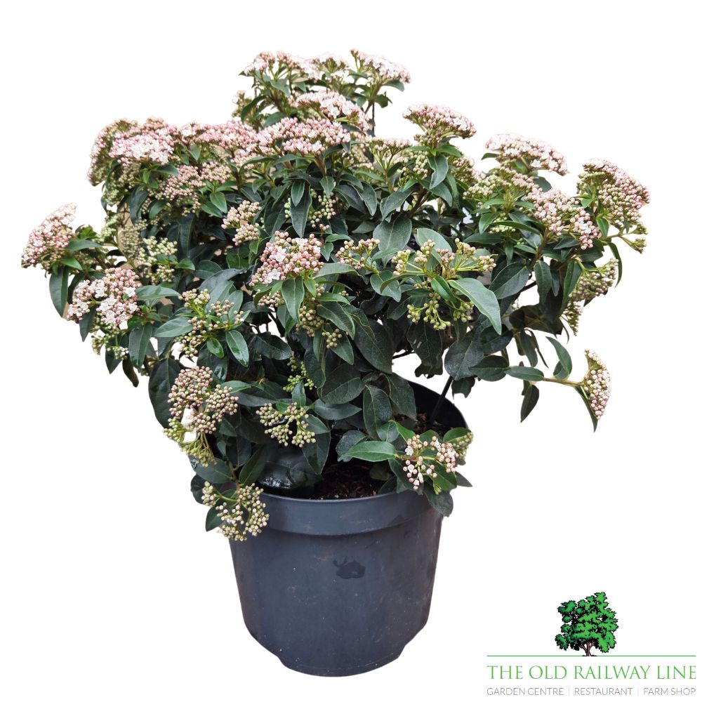 Viburnum tinus 'Eve Price' - Shrub Plant - 7.5Ltr Pot