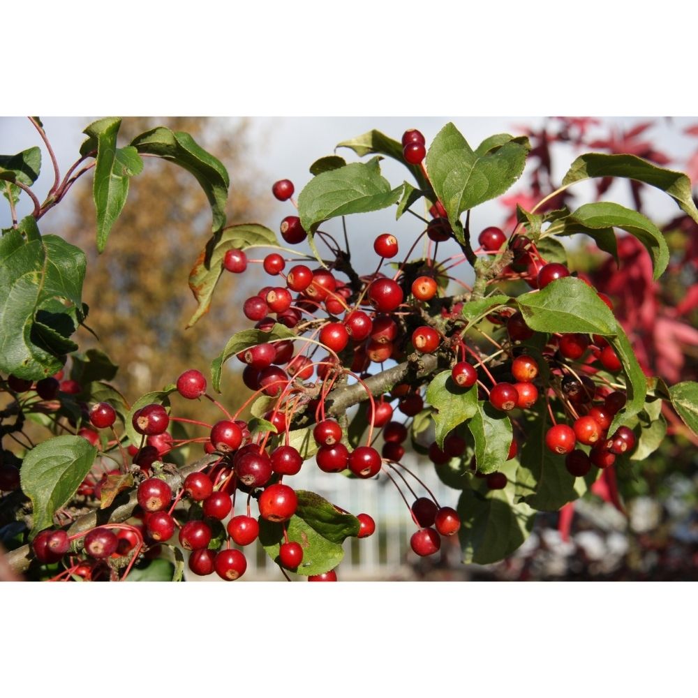 Frank P Matthews 'Wedding Bouquet' Malus Brevipes Crab Apple Tree - 12 Ltr Pot