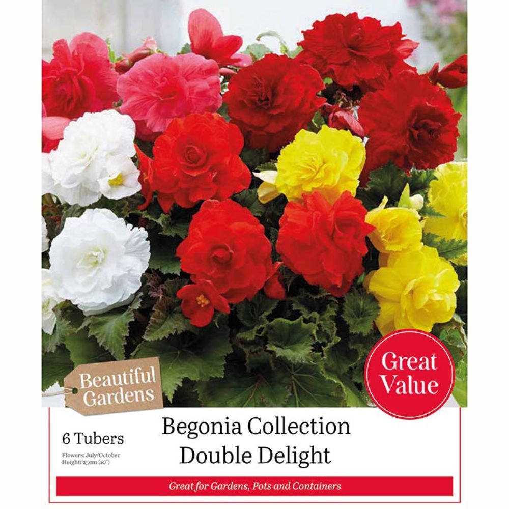 Kapiteyn 4 Begonia Double Delight Bulbs