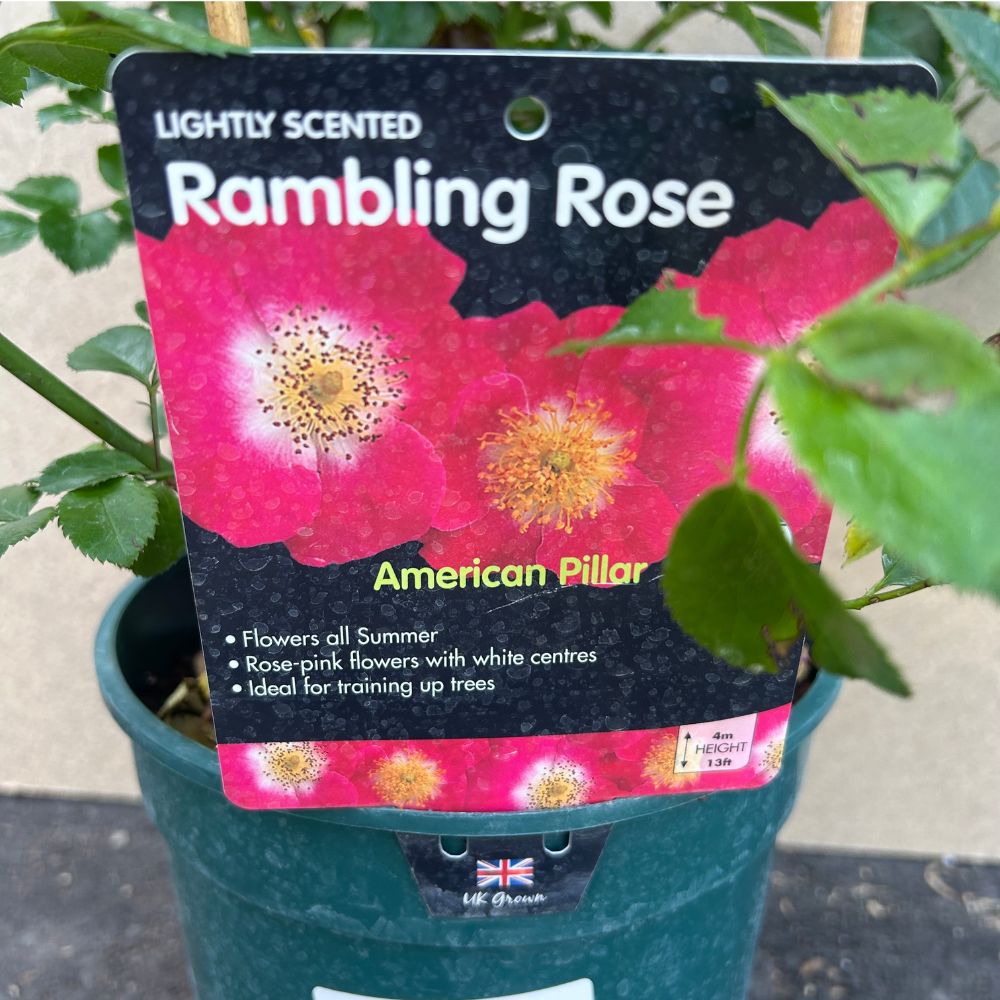 Whartons 'American Pillar' Pink Climbing Rose 4 Ltr Pot