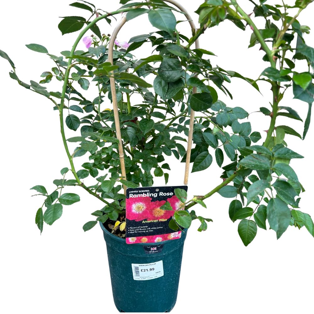 Whartons 'American Pillar' Pink Climbing Rose 4 Ltr Pot