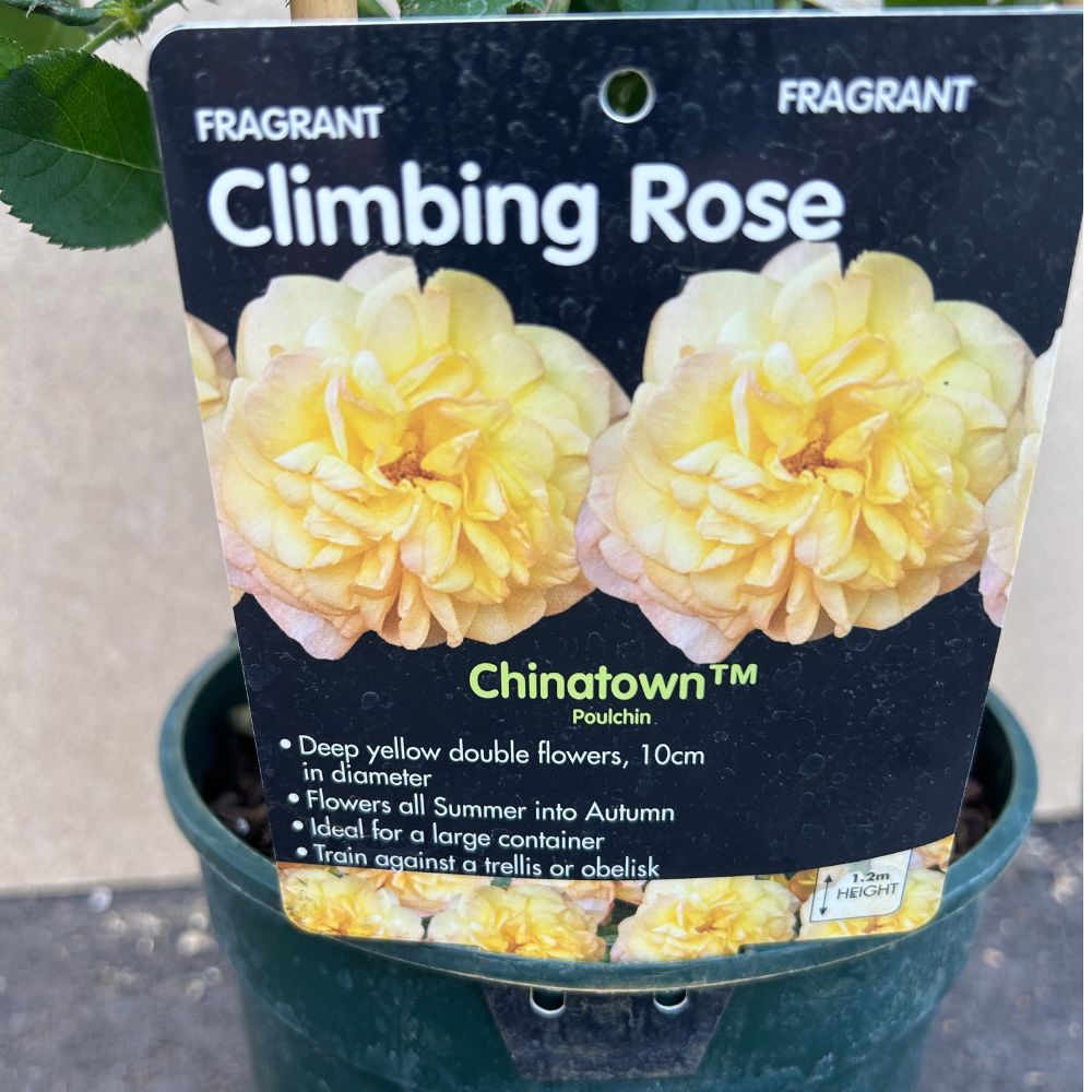 Whartons 'Chinatown' Yellow Floribunda 3Ltr Pot