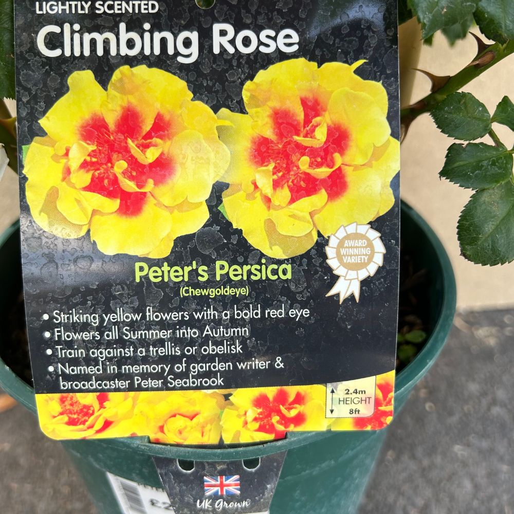Whartons 'Peter's Persica' Yellow Climbing Rose 3Ltr Pot