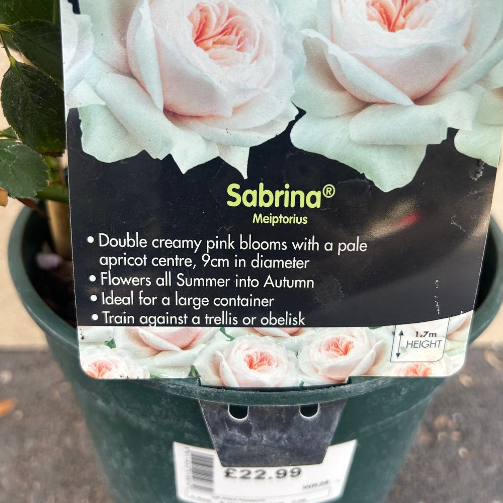 Whartons 'Sabrina' White Climbing Rose 4Ltr Pot