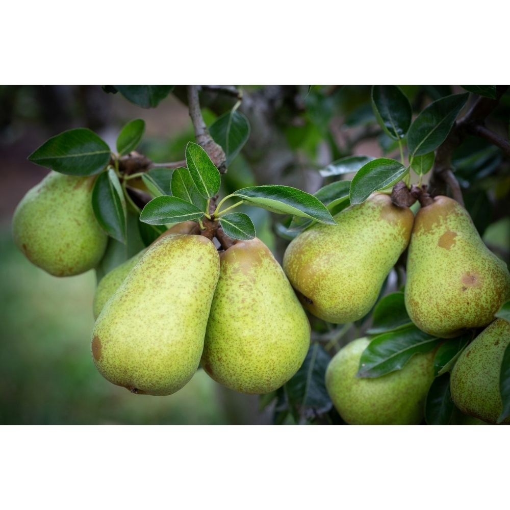 Frank P Matthews 'Williams Bon Chretien' Pear Tree - 12 Ltr Pot