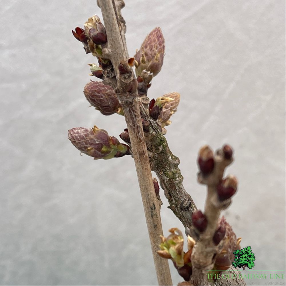 Wisteria Flor Black Dragon Plant - 28cm Pot