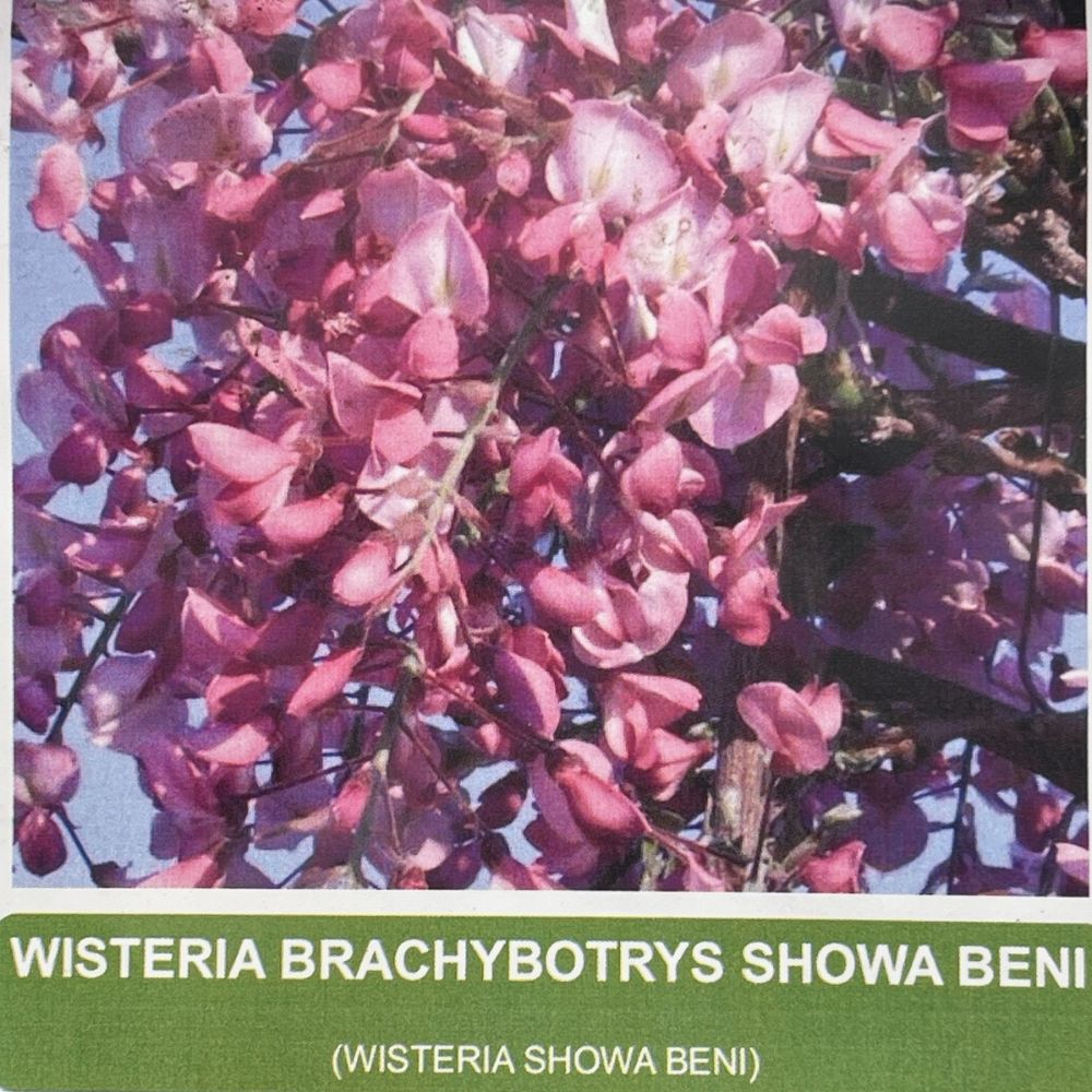 Wisteria Brac Show Beni Plant - 28cm Pot