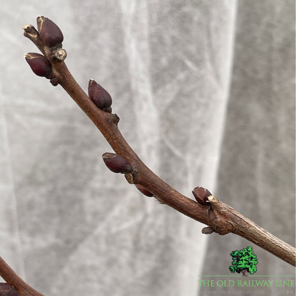 Wisteria Brac Iko Yama Fuji Plant - 28cm Pot