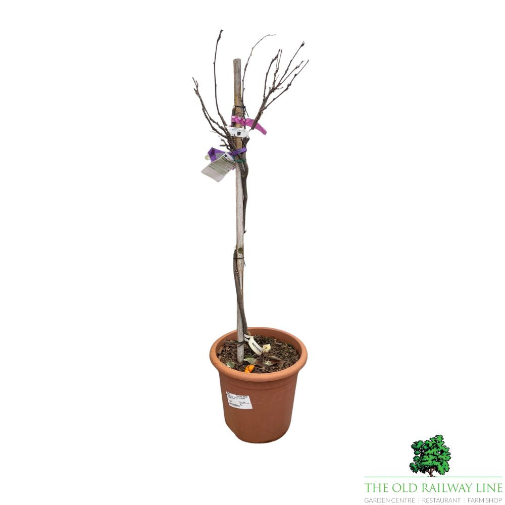 Wisteria Brac Show Beni Plant - 28cm Pot