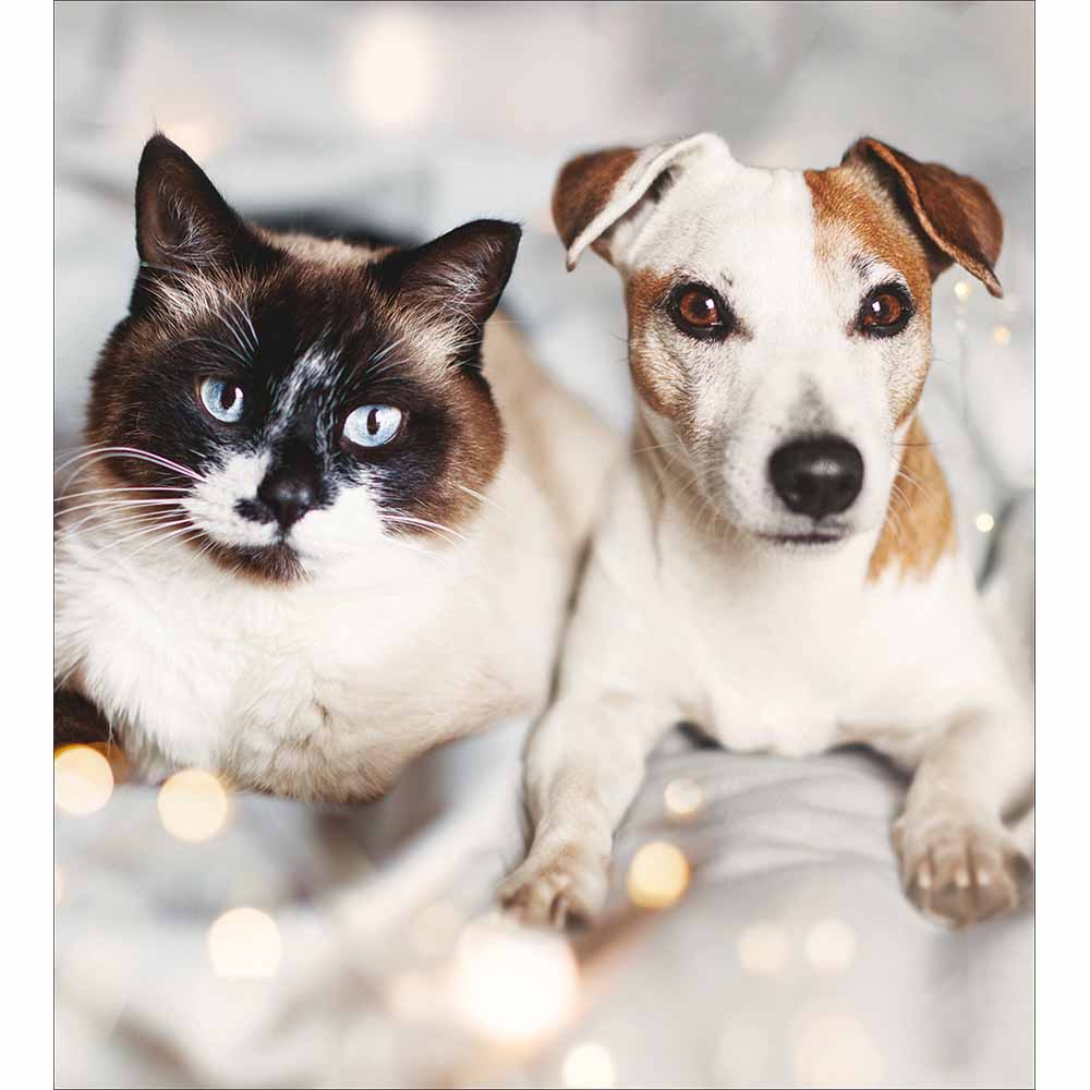 Woodmansterne Festive Furry Friends Christmas Cards - Pack of 5