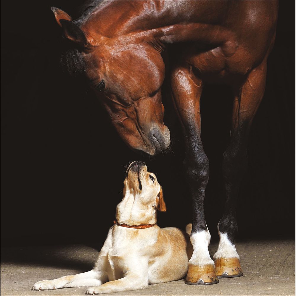 Woodmansterne Horse & Dog Friendship Blank Card - Old Railway Line Garden Centre