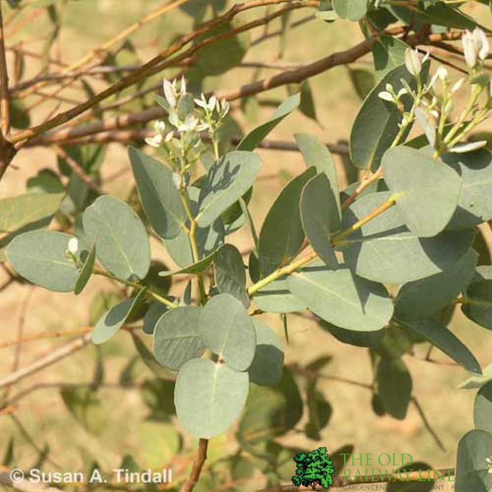 Eucalyptus 'Gunnii' 1.25m Tall (NL)
