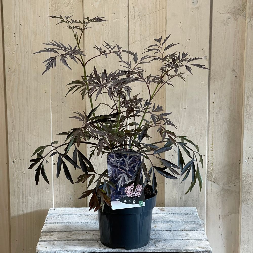 Sambucus 'Black Lace' Plant 3Ltr Pot (NL)