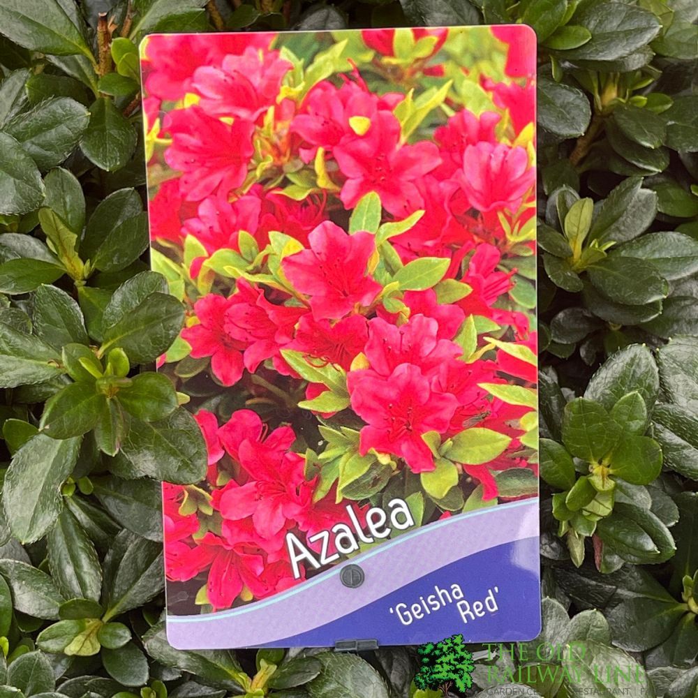 Azalea 'Geisha Red' Rhododendron Plant 3Ltr Pot (NL)
