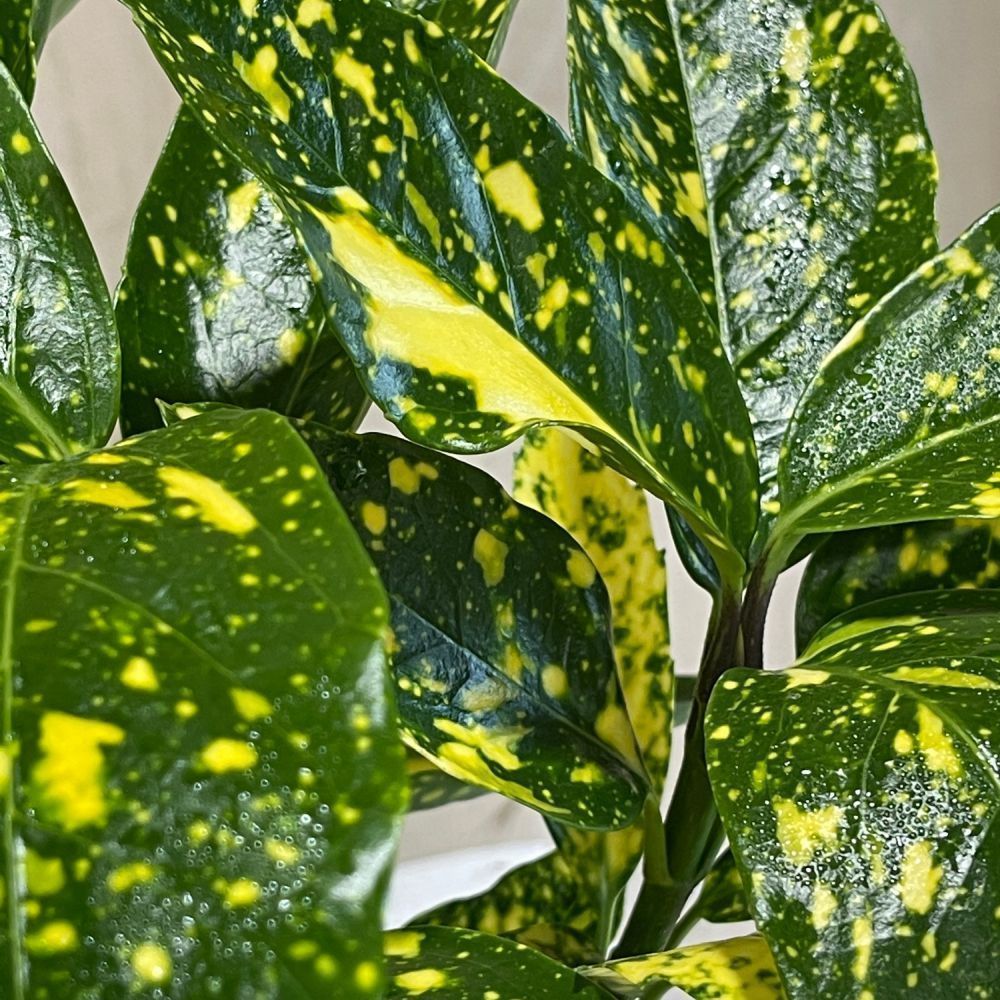 Aucuba japonica 'Golden King' – Japanese Spotted Laurel Shrub - 2Ltr Pot