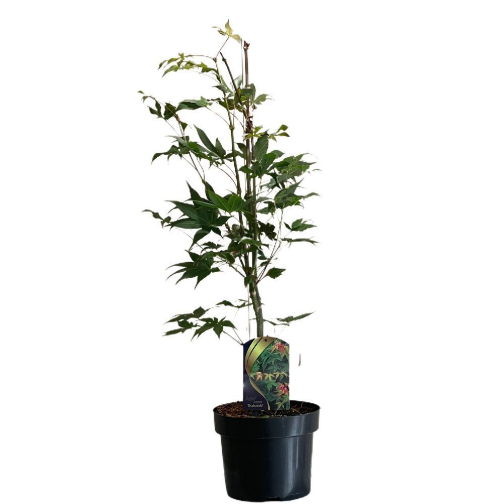 Acer palmatum 'Osakazuki' Japanese Maple Tree - 50cm Tall