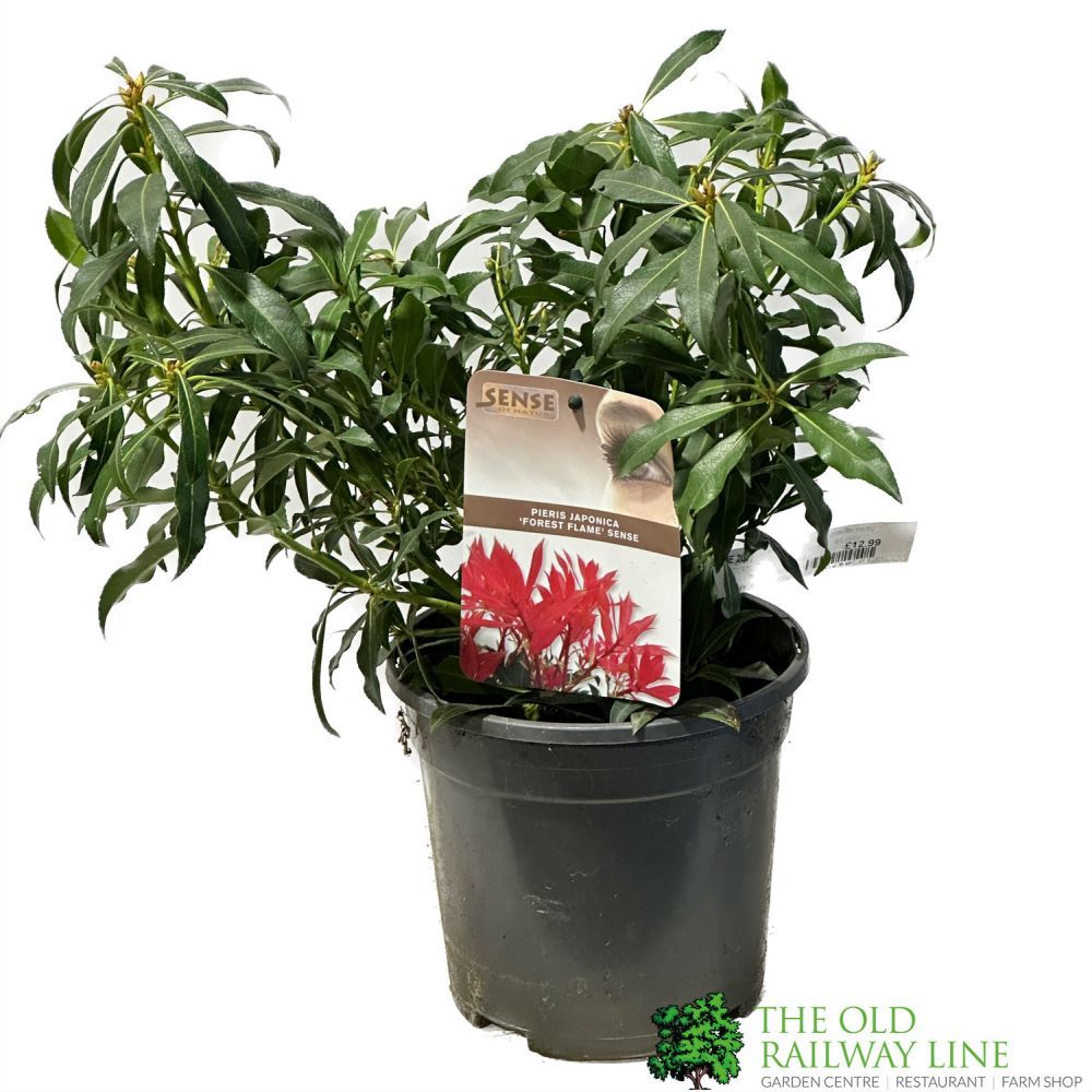 Pieris 'Forest Flame' 2Ltr Pot (NL)