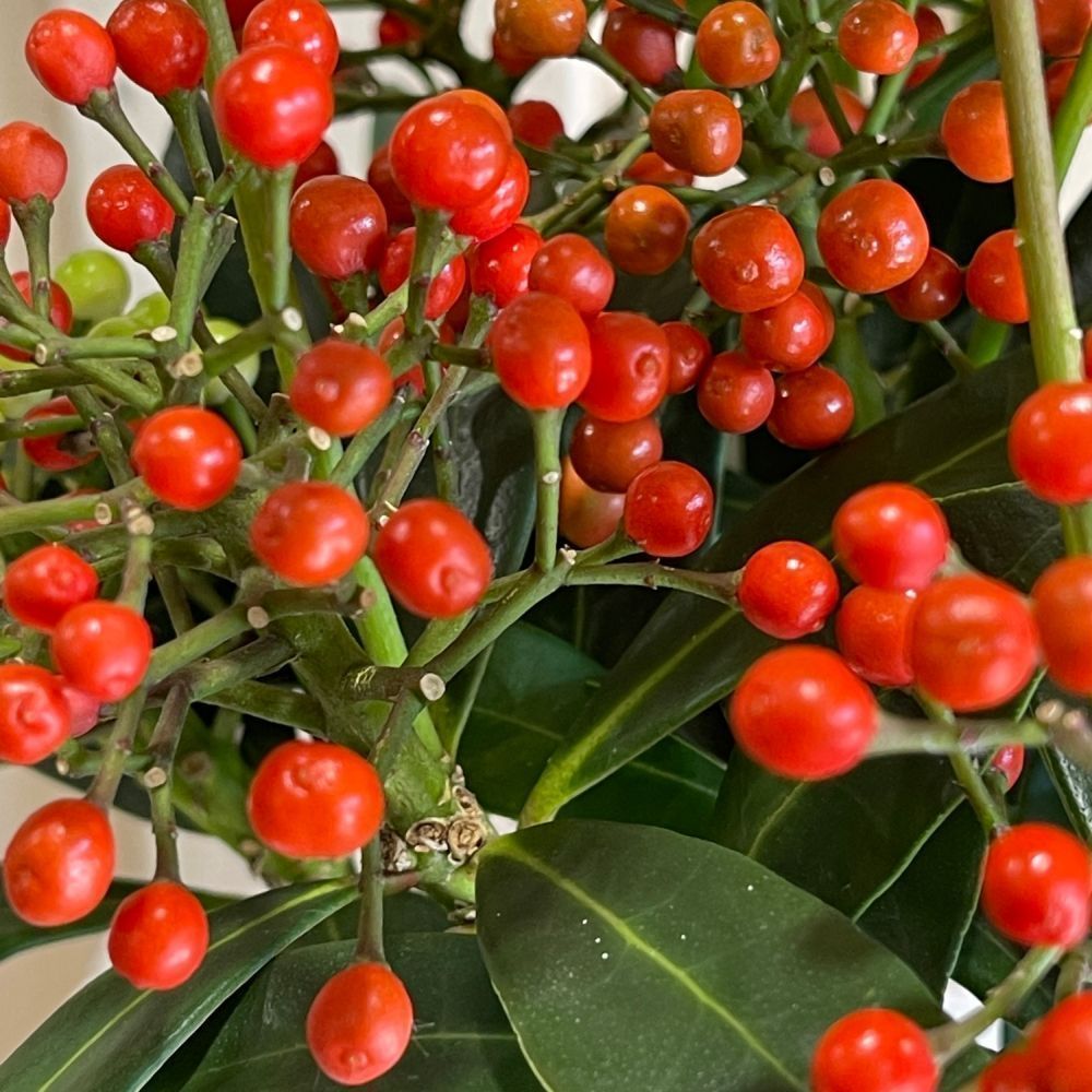 Skimmia Japonica 'Pabella' 1.5Ltr (NL)
