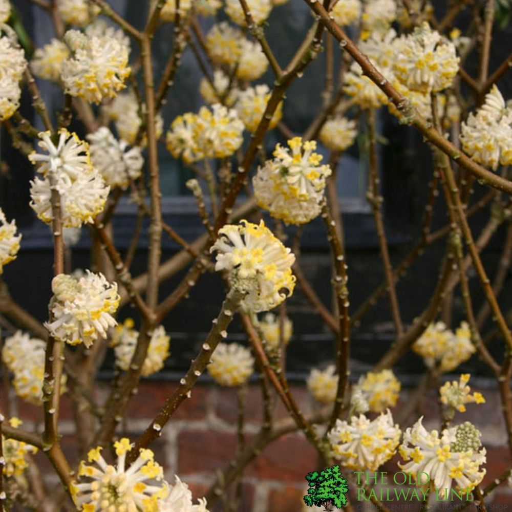 Edgeworthia chrysantha 7.5Ltr Pot (NL)