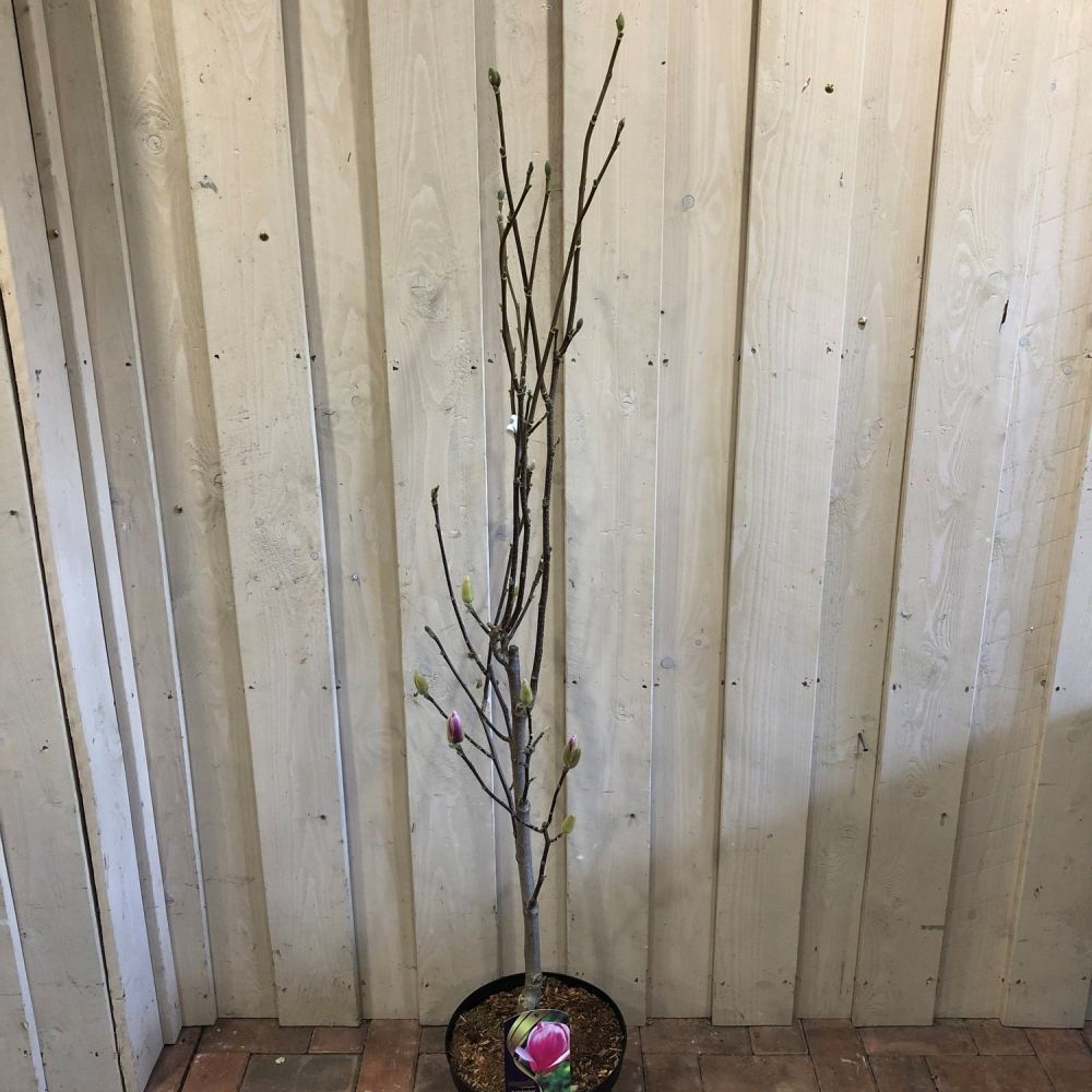 Magnolia 'Satisfaction' Tree 60cm Tall (NL)