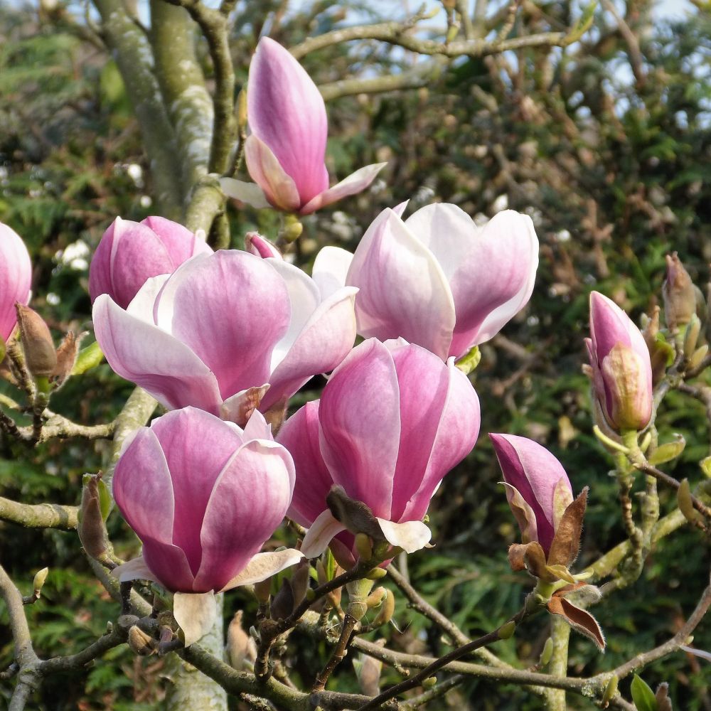 Magnolia 'Satisfaction' Tree 60cm Tall (NL)