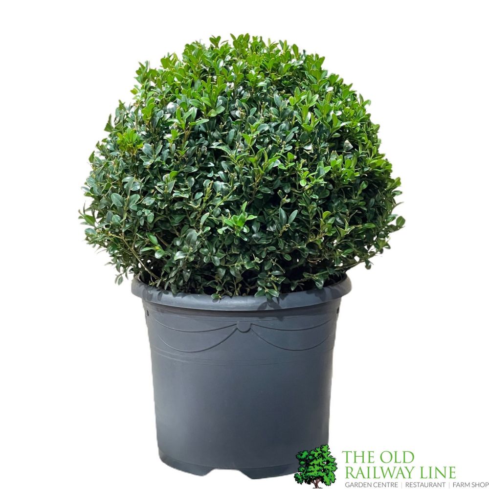 Produktbild von Buxus Ball 30cm Durchmesser Gemeine Buchsbaum Garten-Topiary Echter