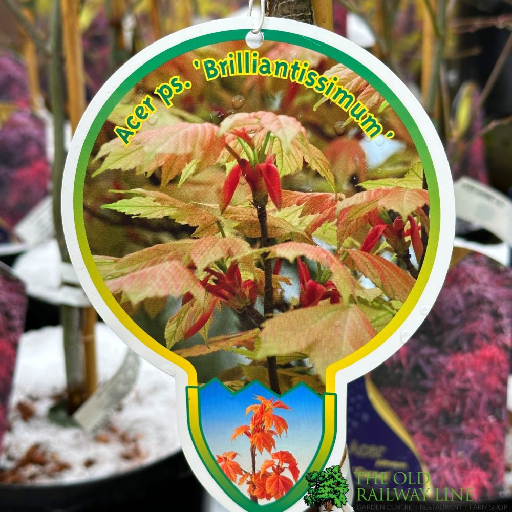 Acer pseudoplatanus 'Brilliantissimum' Tree - 10Ltr Pot