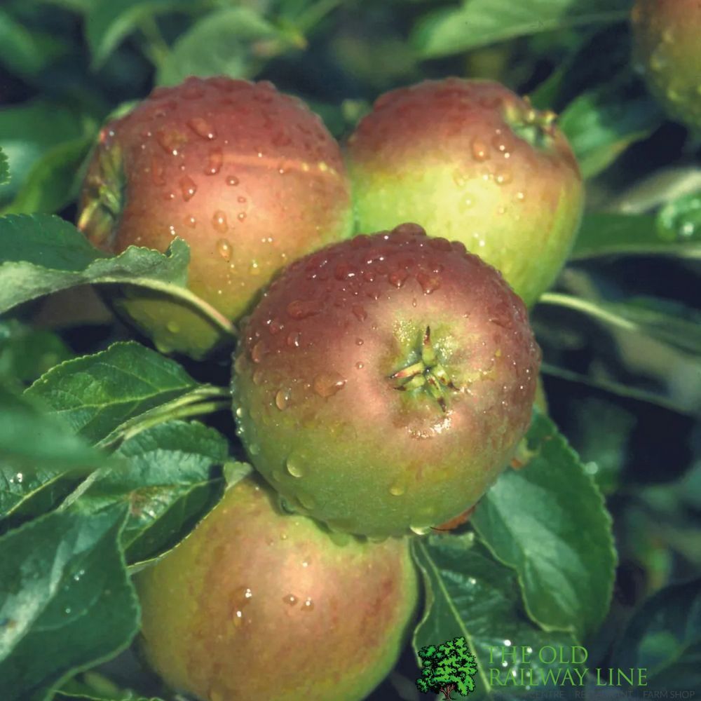 Apple Duo Tree Malus Elstar + Cox Orange Pippin Fruit Tree 7.5Ltr Pot