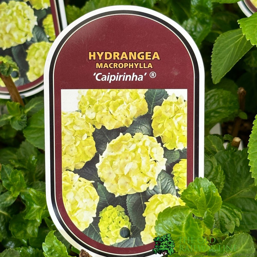 Hydrangea macrophylla 'Caipirinha' 3Ltr Pot