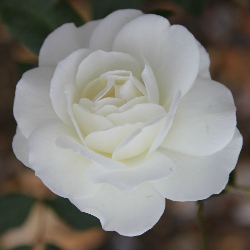 Whartons 'Iceberg' Floribunda Bush Rose 3Ltr Pot