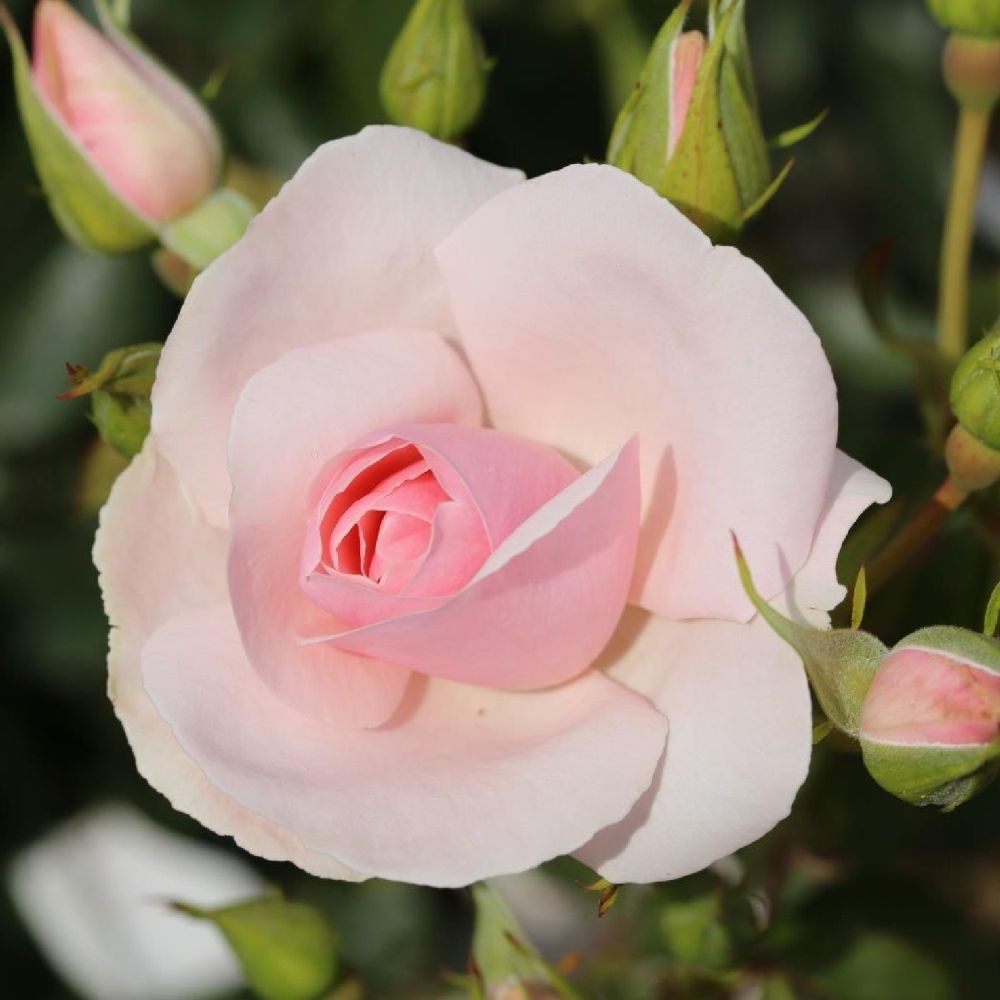 Whartons 'Many Happy Returns' Pink Floribunda Rose 3Ltr Pot