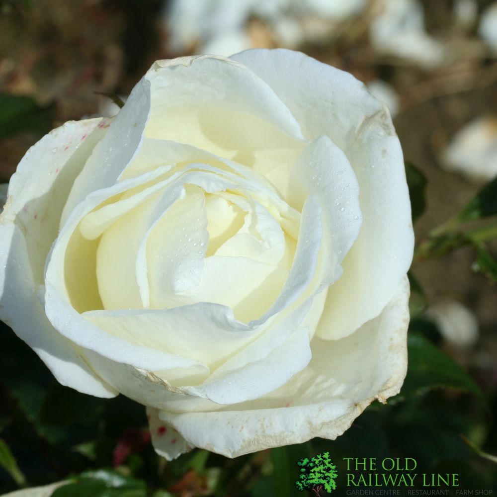 Whartons 'Silver Anniversary' Hybrid Tea White Rose Plant 3Ltr Pot