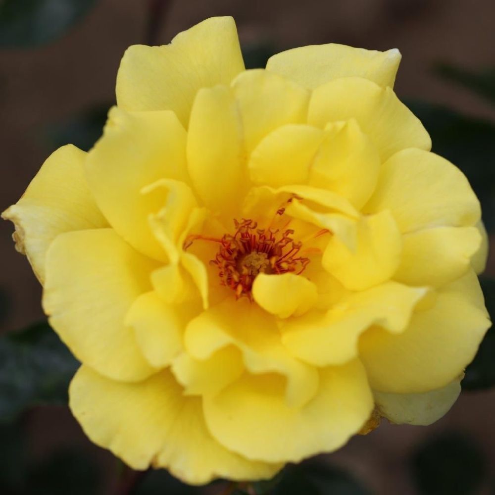 Whartons 'Golden Showers' Climbing Rose Plant 4Ltr