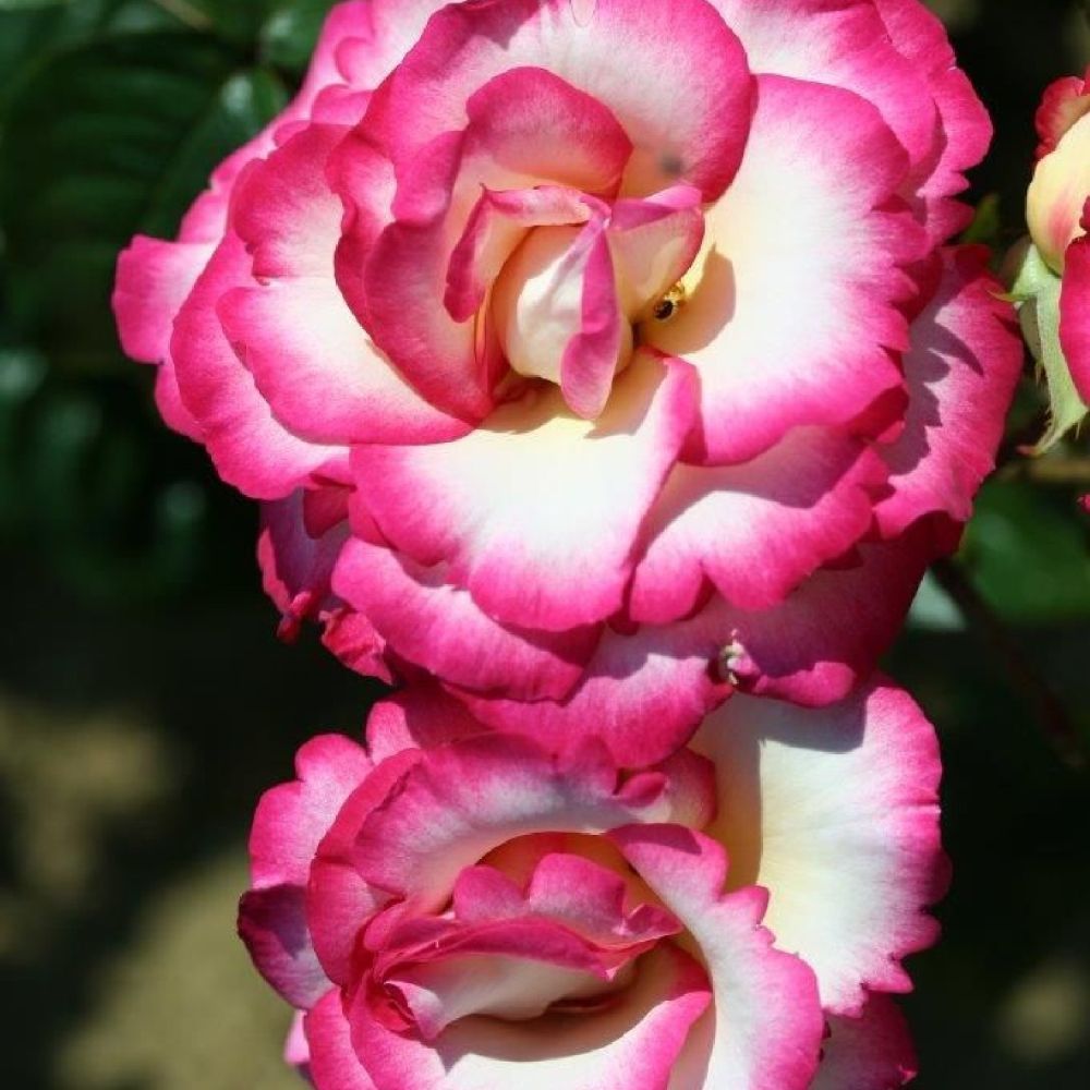 Pink Climbing Rose 'Handel' 4Ltr Pot