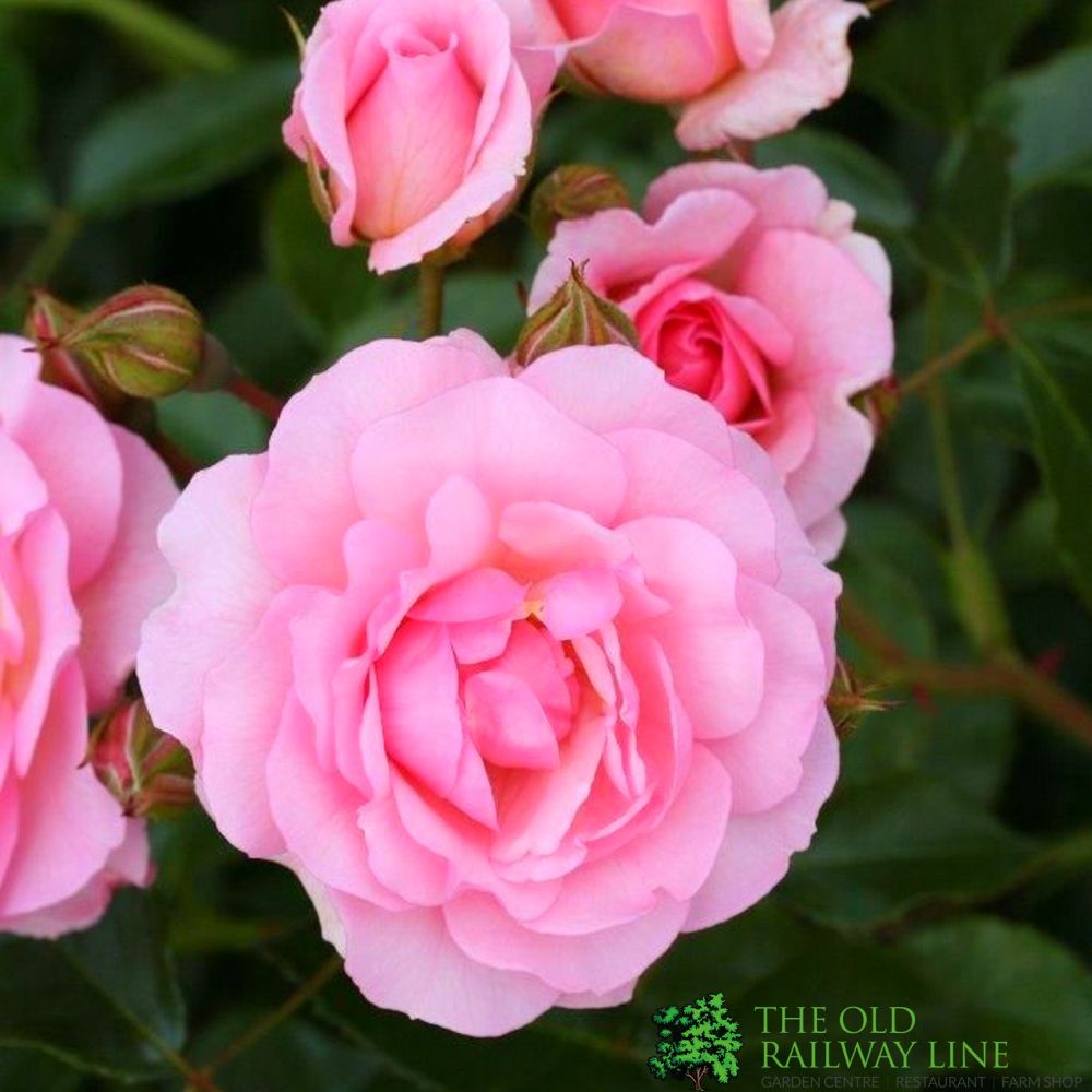 Pink Bush Rose 'Happy Retirement' 3Ltr Pot