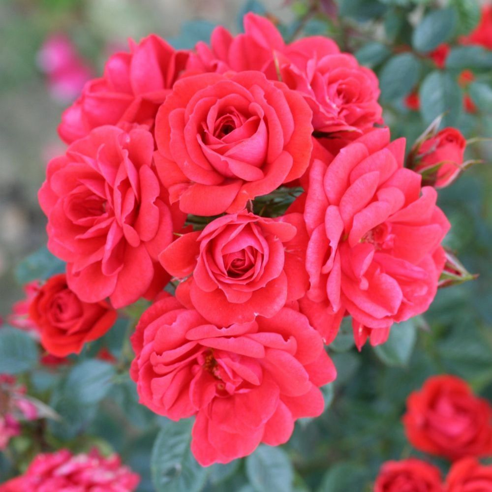 Whartons 'Birthday Wishes' Red Patio Rose  3Ltr Pot