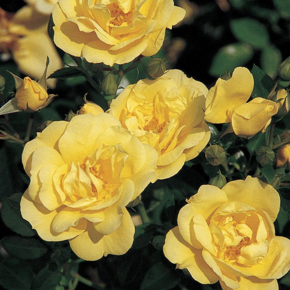 Whartons 'Gold' Carpet Rose Plant 3Ltr