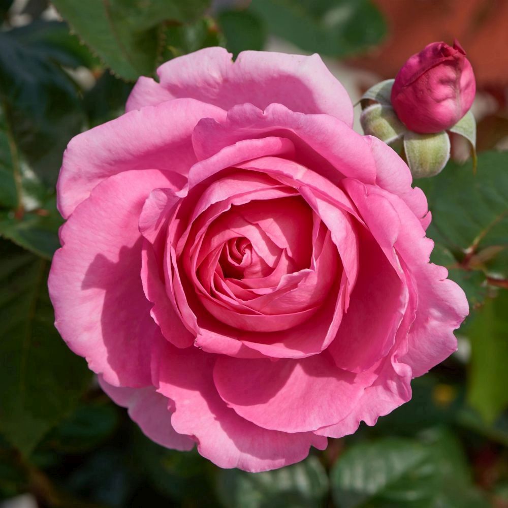 Whartons 'Mum in a Million' Hybrid Tea Pink Bush Rose Plant 3Ltr Pot