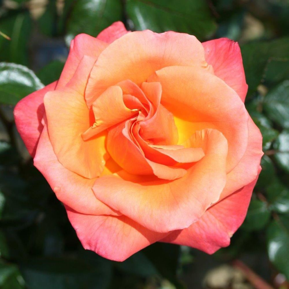 Whartons 'Mamma Mia' Hybrid Tea Rose 3Ltr