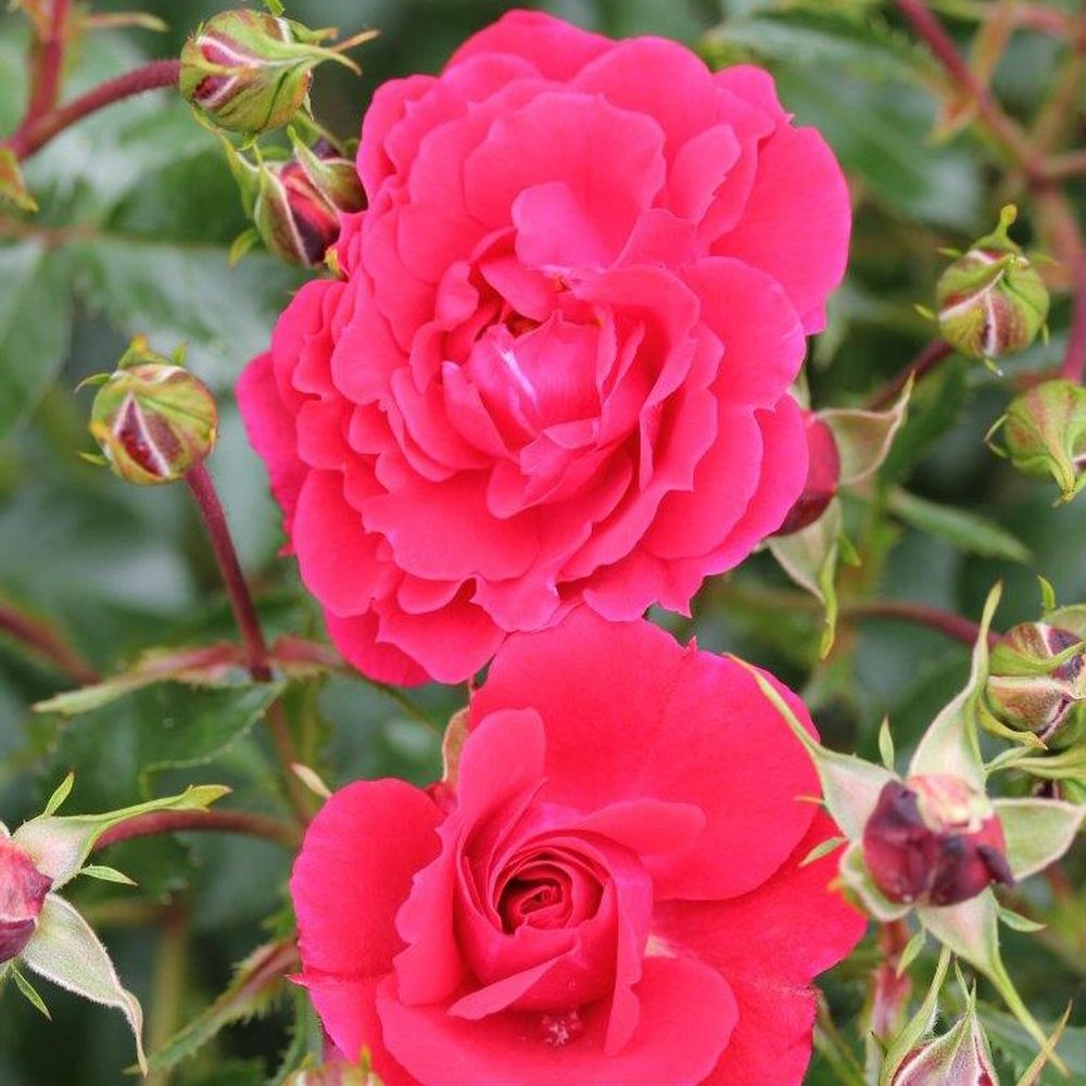 Whartons 'Ruby' Carpet Rose Plant 3Ltr