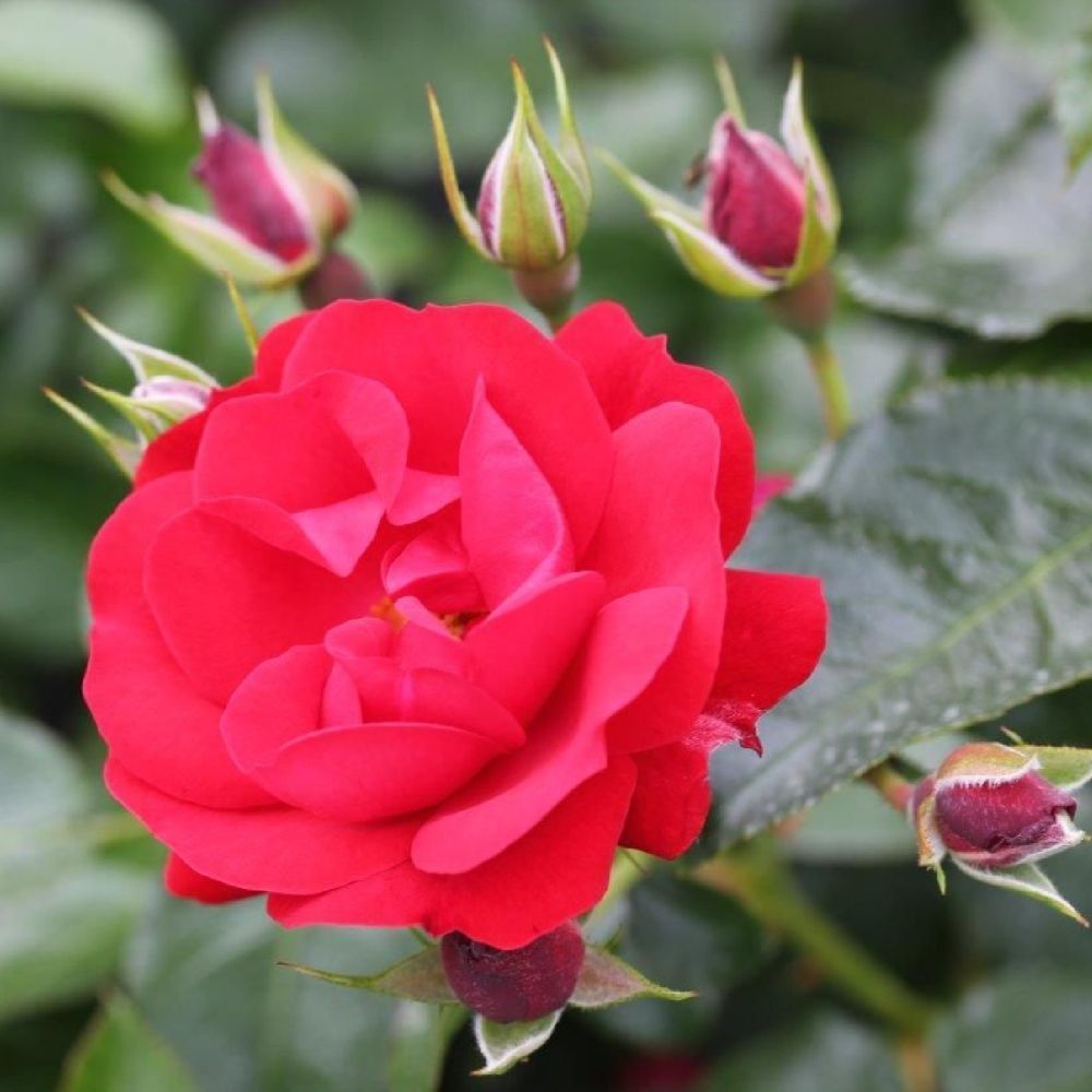 Whartons 'Eternity' Floribunda Red Rose 3Ltr Pot